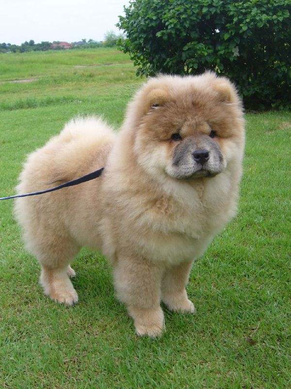 golden retriever mix chow chow. Chow chows were bred for