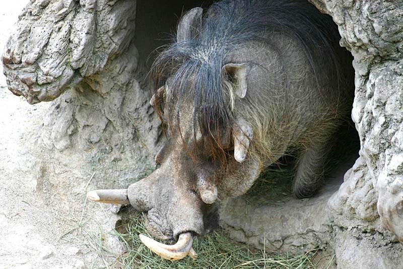 boar3 Most Dangerous Animals