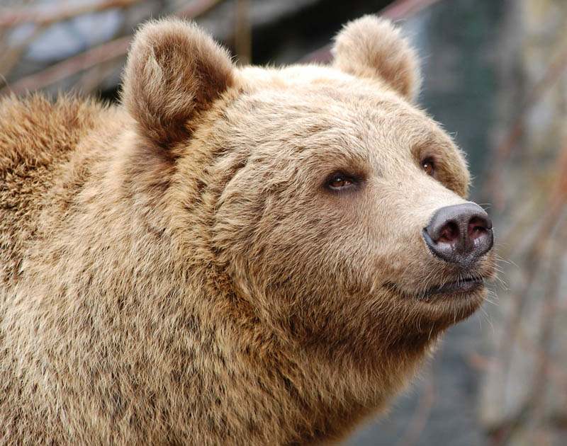 brown bear Most Dangerous Animals