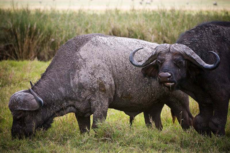 buffalo1 Most Dangerous Animals