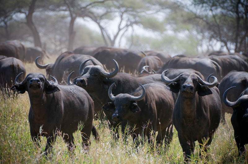 buffalo2 Most Dangerous Animals