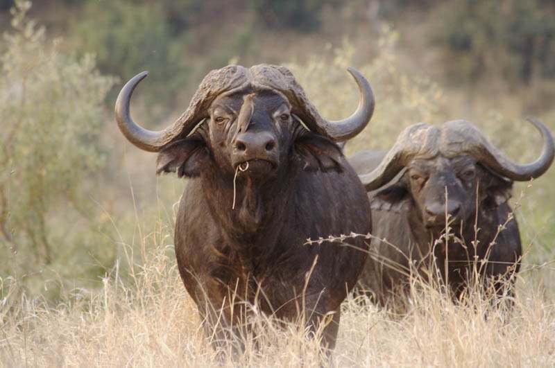 buffalo3 Most Dangerous Animals