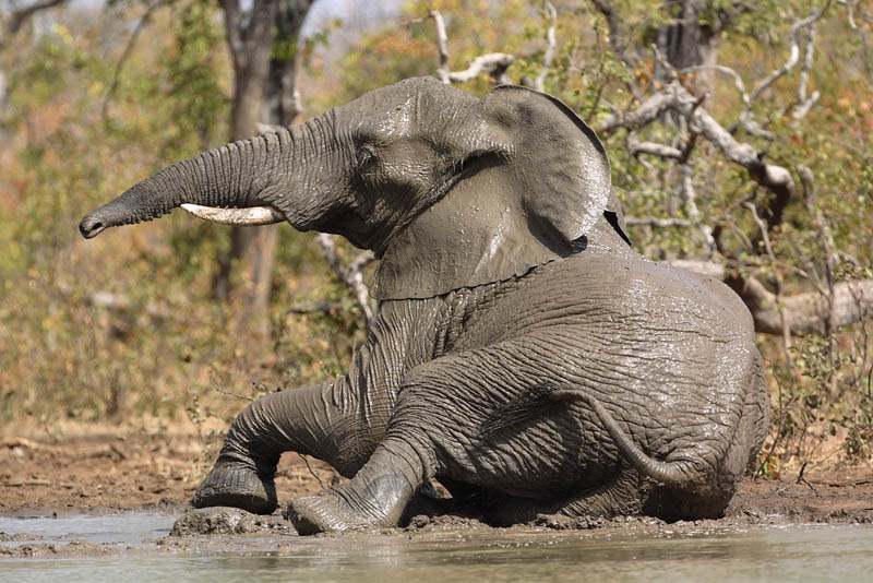 elephant2 Most Dangerous Animals