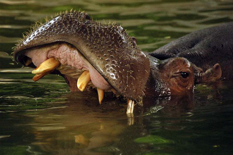 hippo1 Most Dangerous Animals