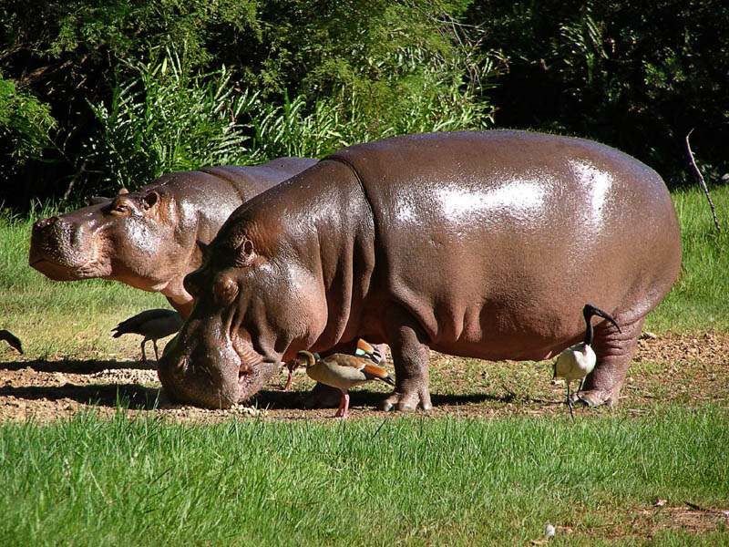 hippo2 Most Dangerous Animals