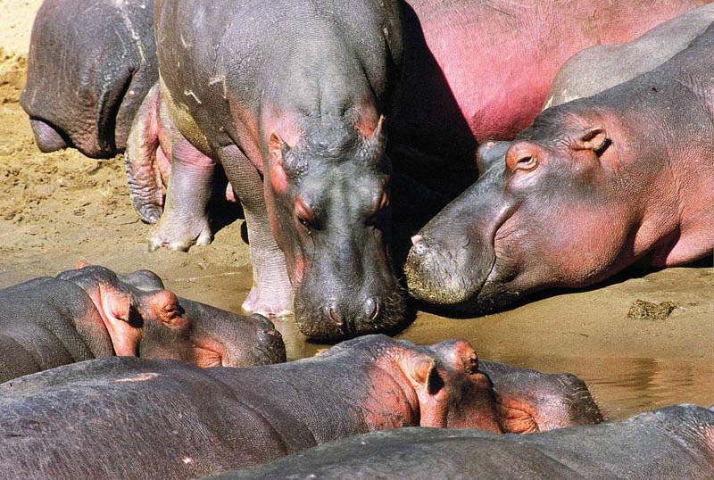 hippo3 Most Dangerous Animals