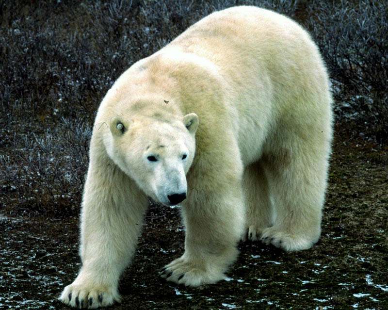 polar bear Most Dangerous Animals