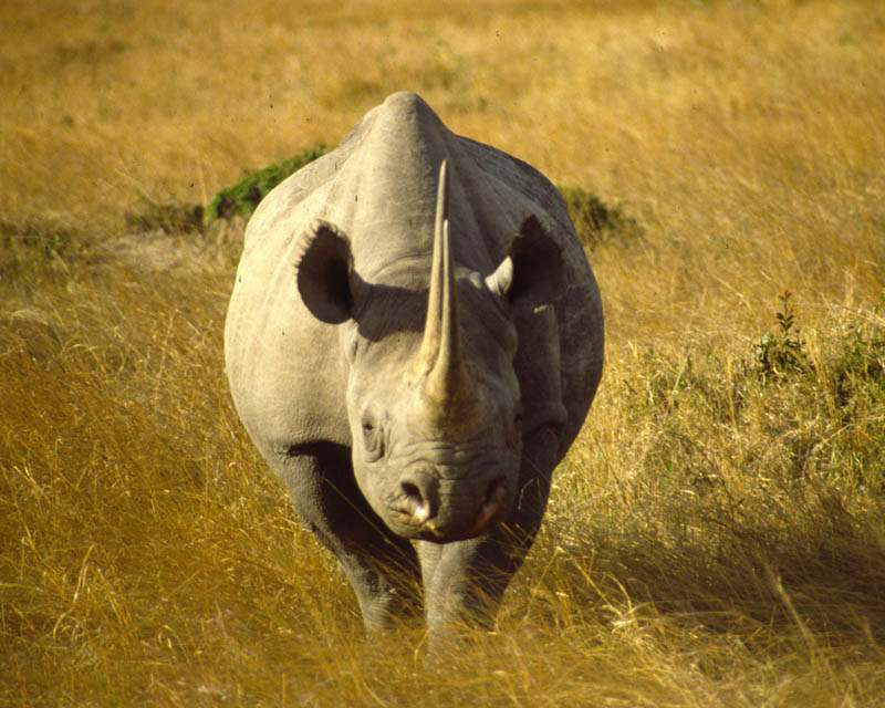 rhino1 Most Dangerous Animals