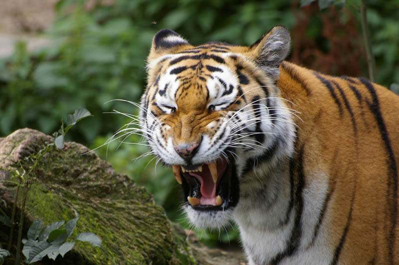 tiger1 Most Dangerous Animals