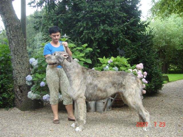 Biggest Wolfhound