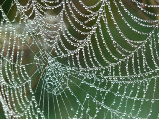 natural web