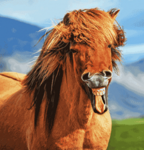 Smiling Icelandic Horse