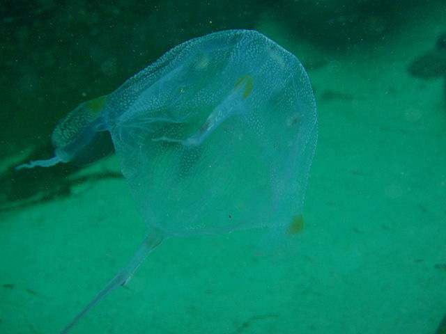 box jellyfish