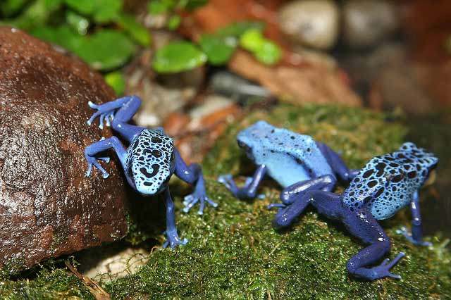 poison dart frog