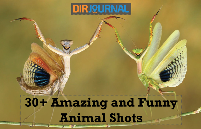 30+ Amazing and Funny Animal Shots