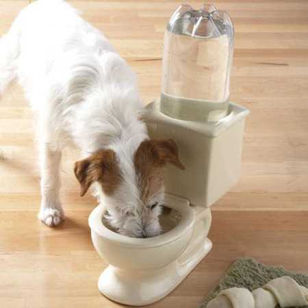Doggy Water Bowl