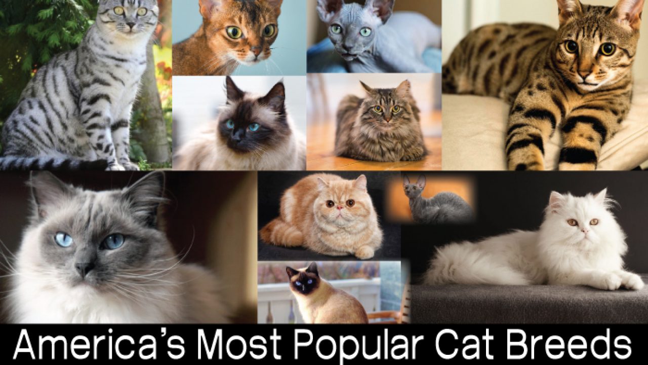 The 20 Most Popular Pedigreed Cat Breeds in America