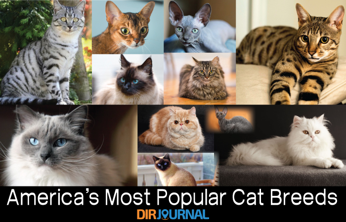 America's Most Popular Cat Breeds - DirJournal Blogs