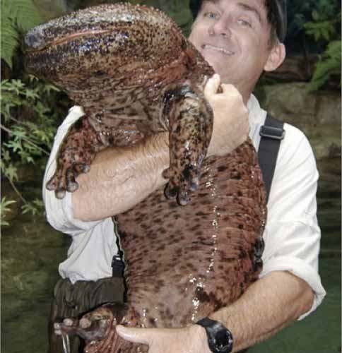 giant chinese salamander