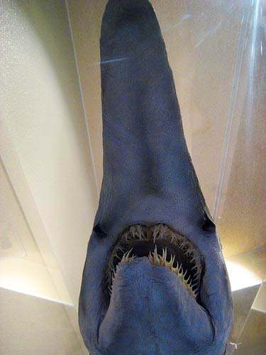 goblin shark