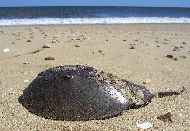 horseshoe crab