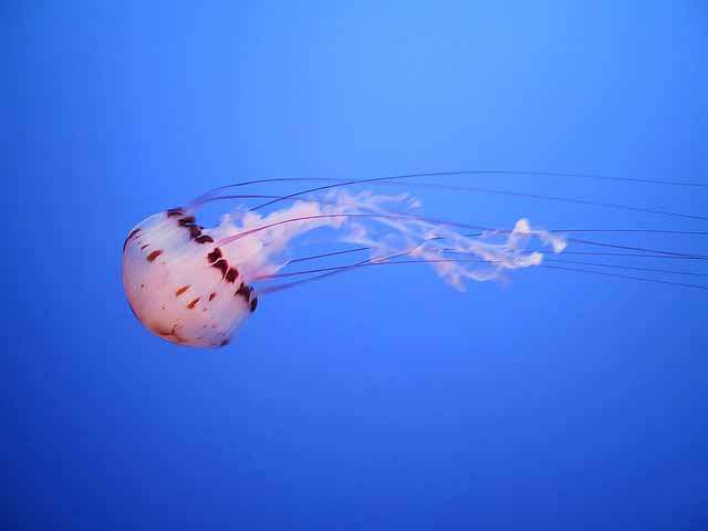 jellyfish