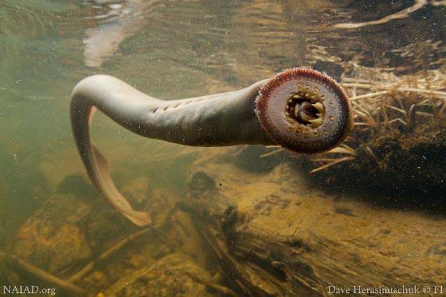 lamprey