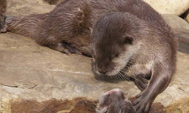 otter