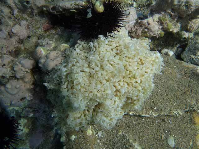 sea sponge