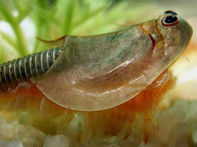 triops