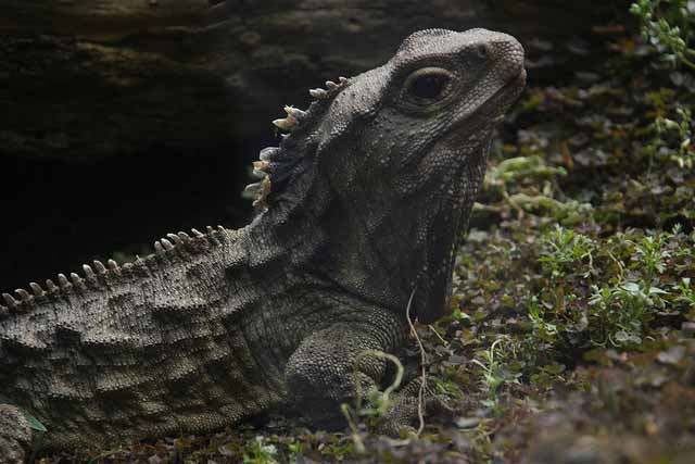 tuatara