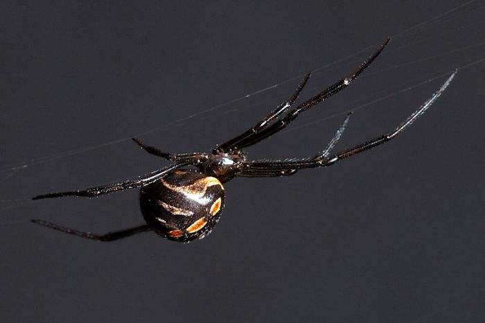 The black widow spider 