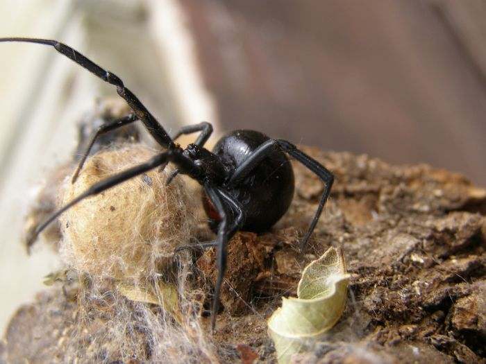 The black widow spider 