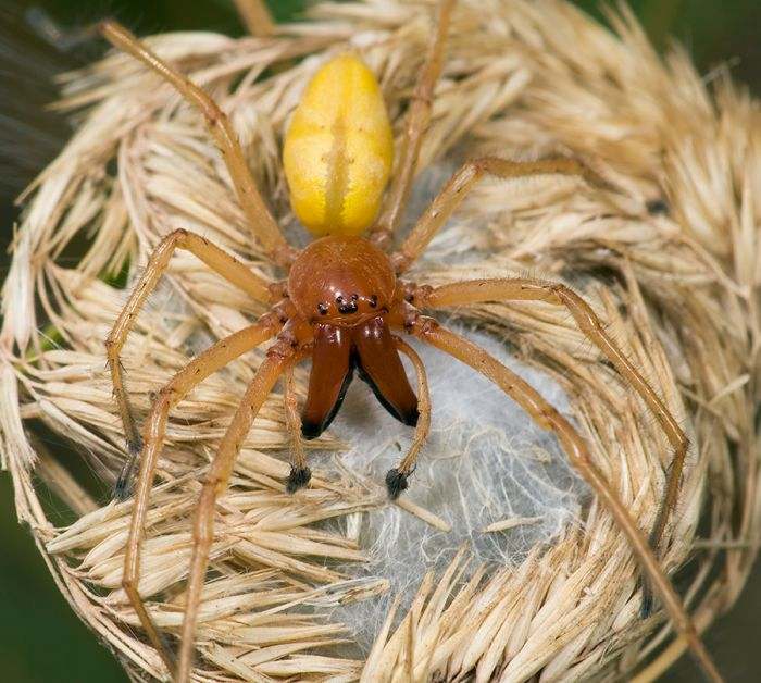 Yellow sac spiders 