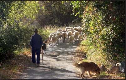 Basque shepherd with flock and sheep dog