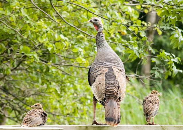 Female Turkey