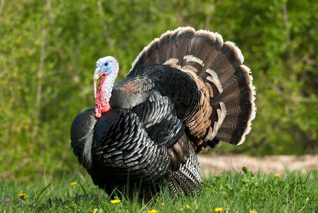 male wild turkey