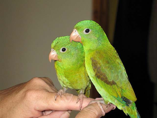 parakeets