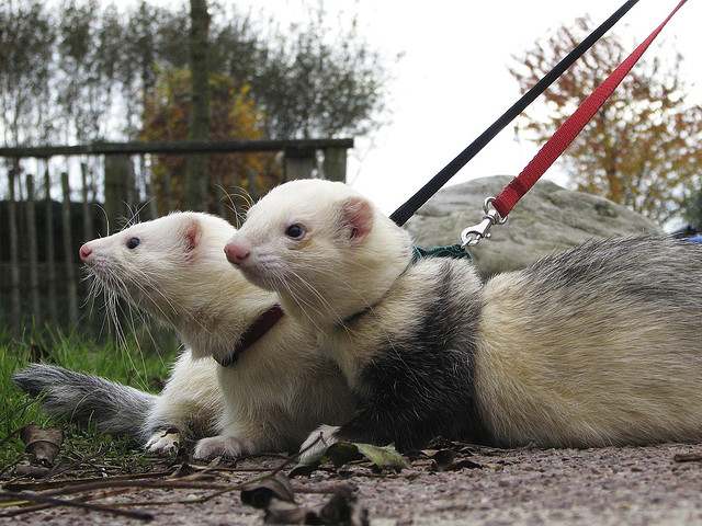 ferrets