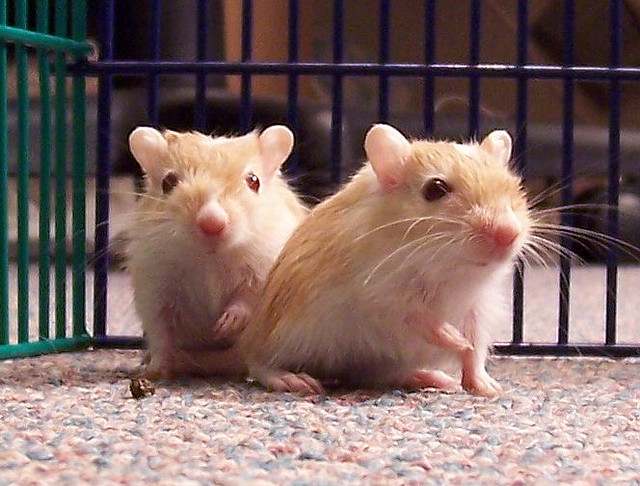 gerbils