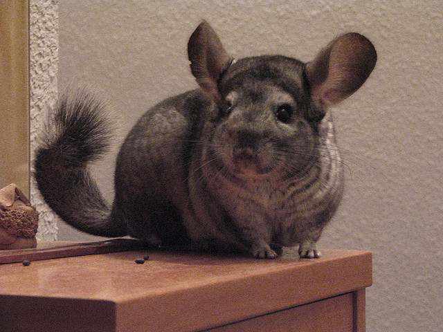 chinchilla