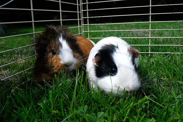 guinea pigs