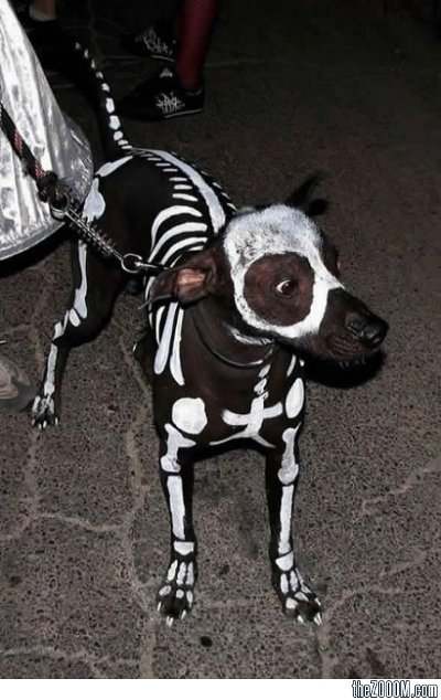 Dog costumes: Skeleton Dog