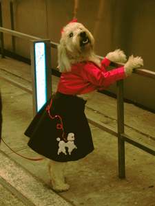 Poodle Dog Costume
