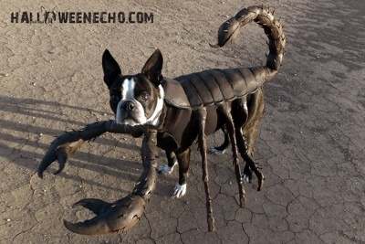 Echo Scorpion Costume for Dogs