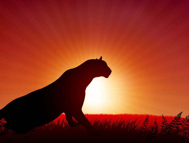 Big cat on red setting sun background
