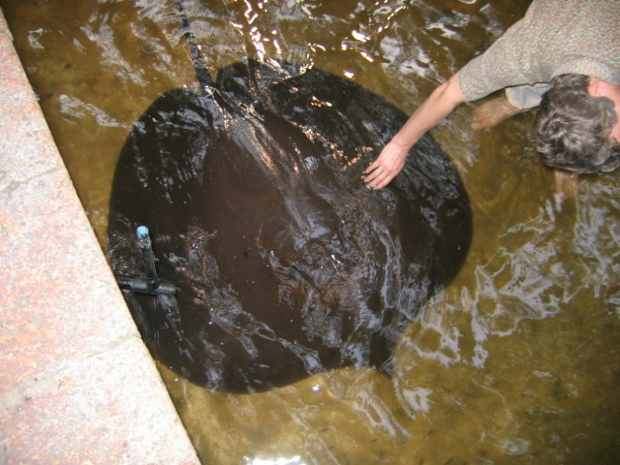 Hand reaching out to pet a Giant Freshwater Stingray 