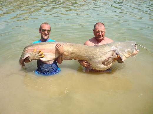 Two men holding a giant Mekong catfish