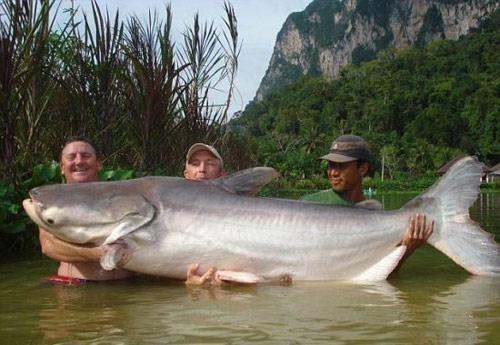 Three men holding a HUGE Giant Mekong Catfish