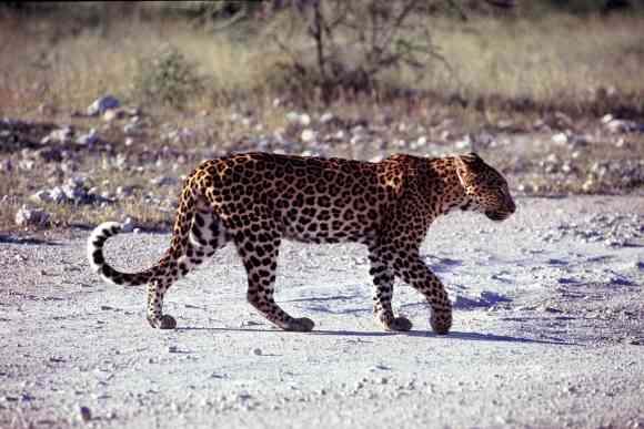 Photograph of a leopard in the open